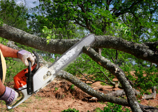 How Our Tree Care Process Works  in  Four Oaks, NC